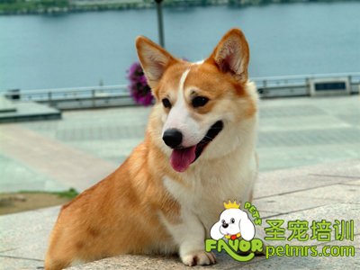 犬落基山斑疹熱