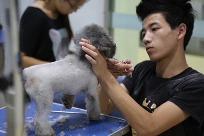 圣寵A員程威威貴賓犬實犬操作