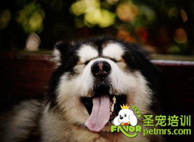 阿拉斯加