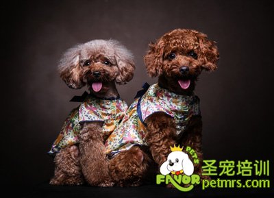 貴賓犬