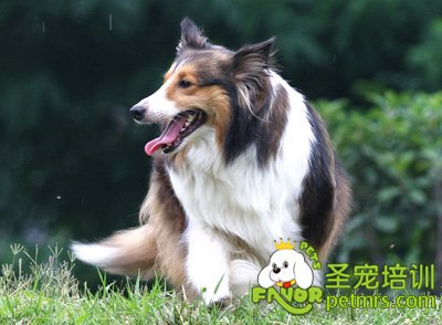 蘇格蘭牧羊犬