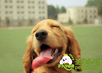 可卡犬