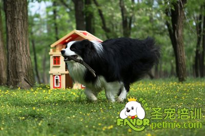邊牧