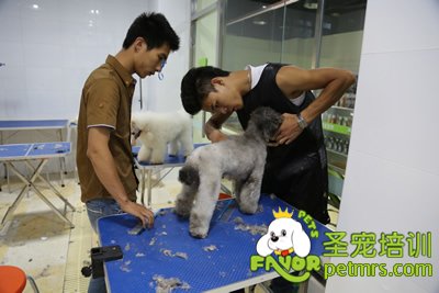 圣寵B級學員旦悅貴賓犬實犬操作