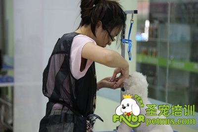 圣寵B級學員耿逸聰貴賓犬實犬操作