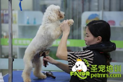圣寵B級學員王馨瑤貴賓犬實犬操作
