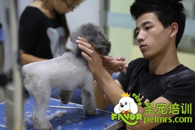 圣寵A學員程威威貴賓犬實犬操作