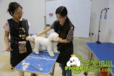 圣寵學(xué)員實(shí)操課互幫互助