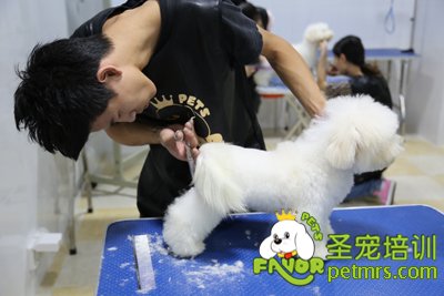 圣寵學員程威威給泰迪修剪后腿