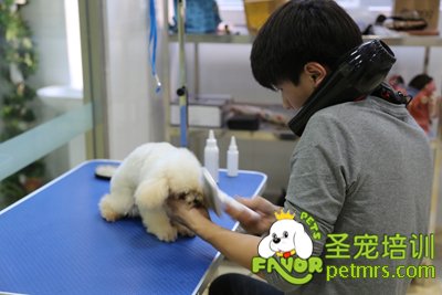 圣寵學員劉志明給泰迪梳理毛發(fā)