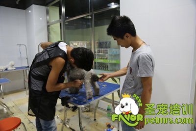 圣寵李博昭老師指導學生