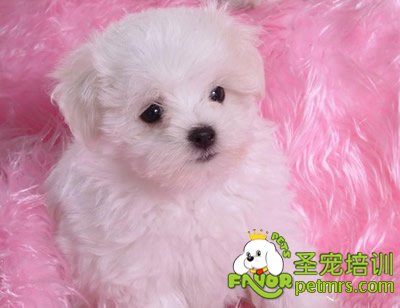幼犬