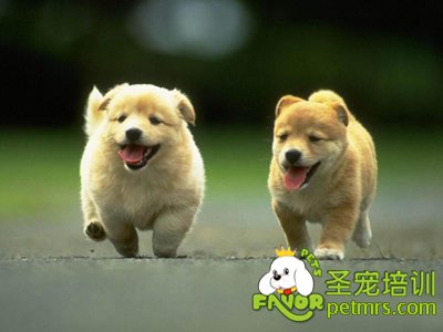 狗糧中的微量元素