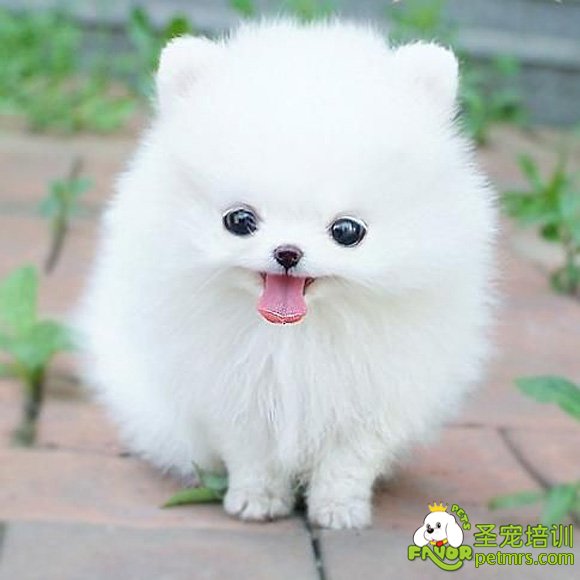 家庭養犬都需要注意什么