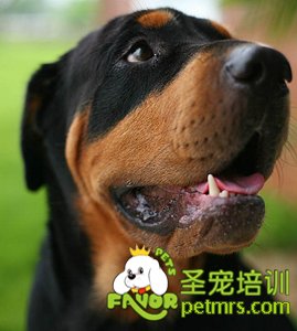 羅威納