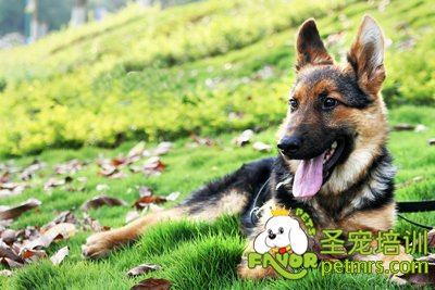 德國牧羊犬