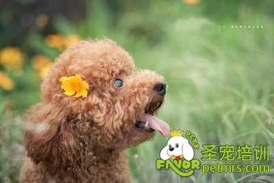 貴賓犬