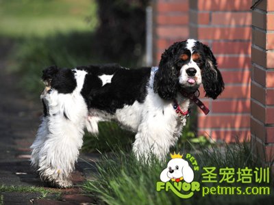 可卡犬