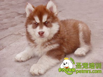 阿拉斯加