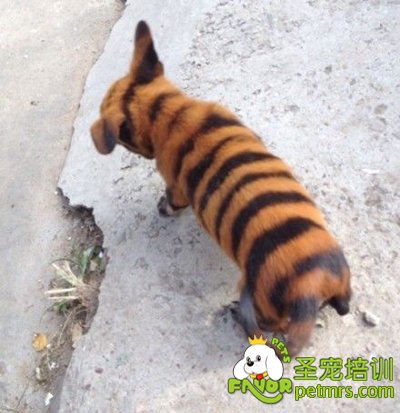 狗如貓狗合體