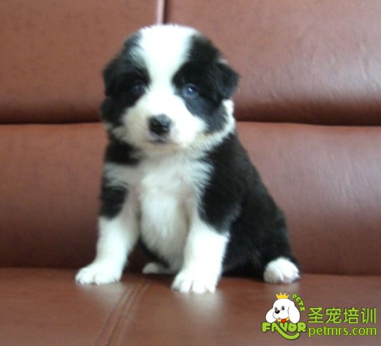 犬飼料中的水