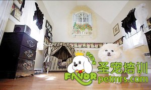 裝修與狗狗
