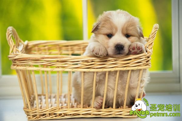 幼犬成長必經三大關口