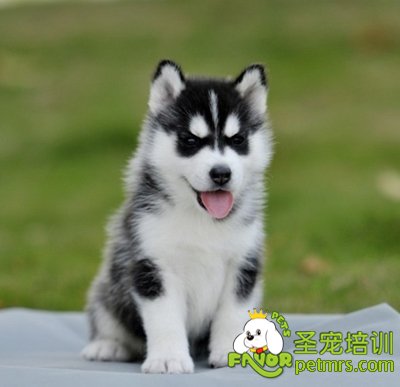 訓犬的原則