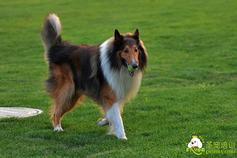 犬的訓(xùn)練