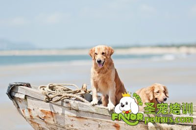 金毛犬