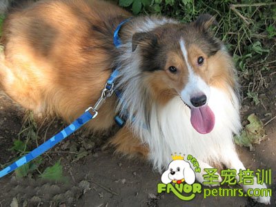 蘇格蘭牧羊犬