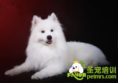 薩摩耶