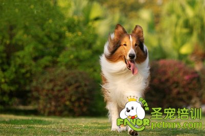 蘇格牧羊犬