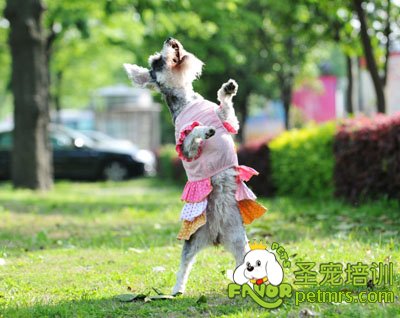 訓練狗狗站立