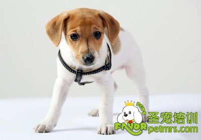 寵物狗
