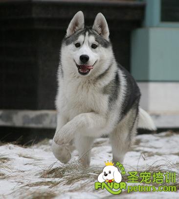 冬季飼養(yǎng)狗狗