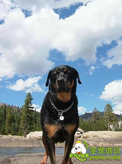種犬
