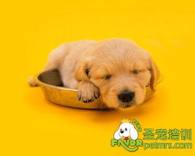 金毛犬幼犬