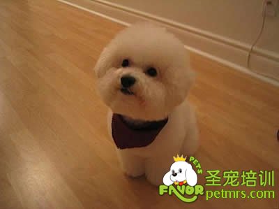 狗狗小小心機