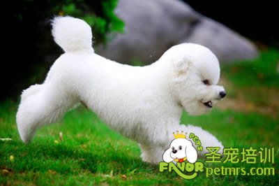 狗狗習性