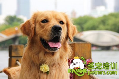 可愛狗狗