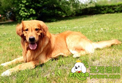 金毛犬