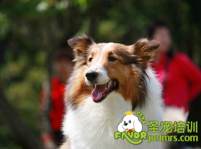 喜樂蒂牧羊犬
