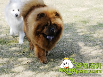 松獅犬