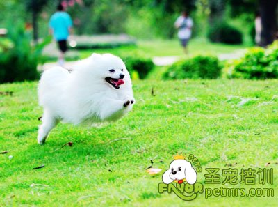 博美犬
