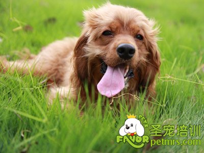 可卡犬