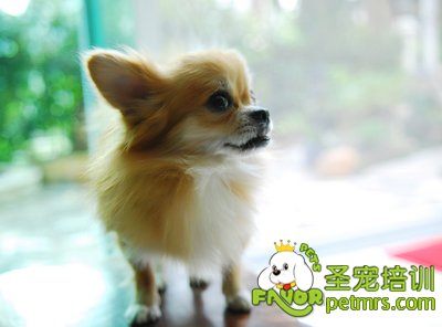 吉娃娃