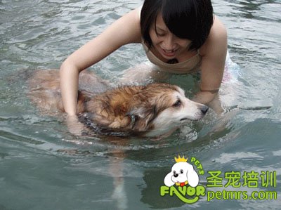 狗狗游泳