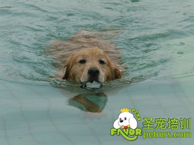狗狗游泳