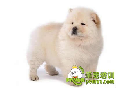 可愛的狗狗